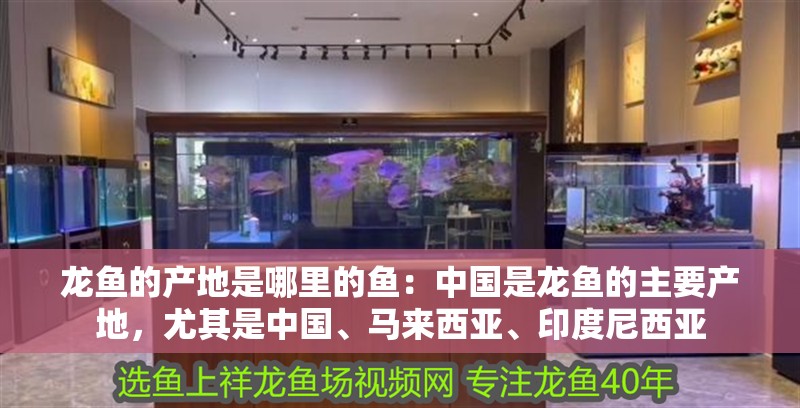龍魚的產地是哪里的魚：中國是龍魚的主要產地，尤其是中國、馬來西亞、印度尼西亞