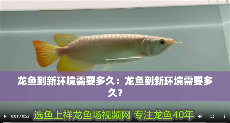 龍魚到新環境需要多久：龍魚到新環境需要多久？