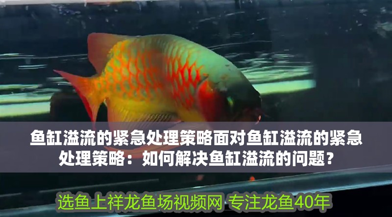 魚缸溢流的緊急處理策略面對魚缸溢流的緊急處理策略：如何解決魚缸溢流的問題？
