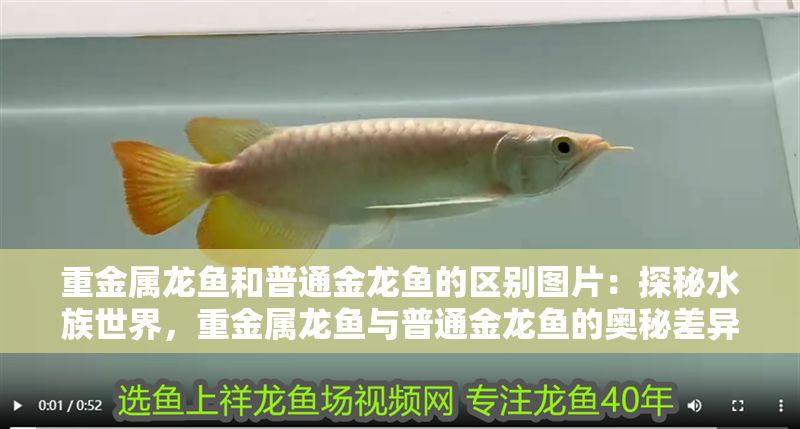 重金屬龍魚(yú)和普通金龍魚(yú)的區(qū)別圖片：探秘水族世界，重金屬龍魚(yú)與普通金龍魚(yú)的奧秘差異