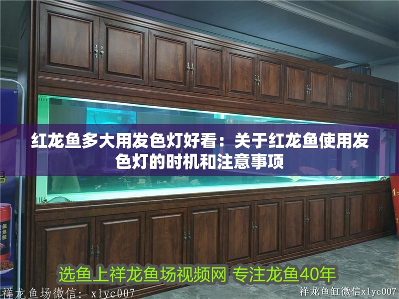 紅龍魚多大用發色燈好看：關于紅龍魚使用發色燈的時機和注意事項