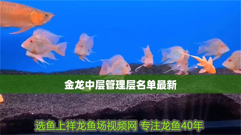 金龍中層管理層名單最新
