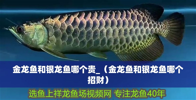 金龍魚(yú)和銀龍魚(yú)哪個(gè)貴_（金龍魚(yú)和銀龍魚(yú)哪個(gè)招財(cái)）