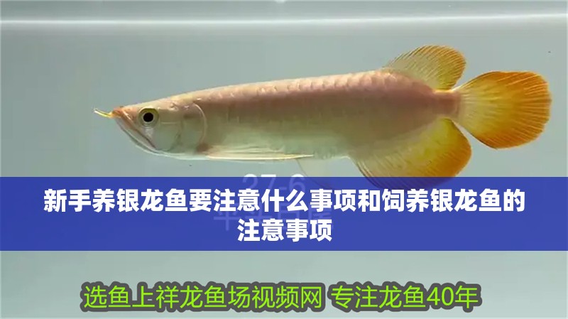 新手養銀龍魚要注意什么事項和飼養銀龍魚的注意事項