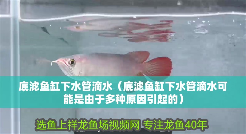 底濾魚缸下水管滴水（底濾魚缸下水管滴水可能是由于多種原因引起的）