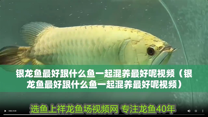銀龍魚最好跟什么魚一起混養最好呢視頻（銀龍魚最好跟什么魚一起混養最好呢視頻）