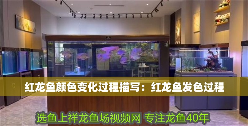 紅龍魚顏色變化過程描寫：紅龍魚發色過程