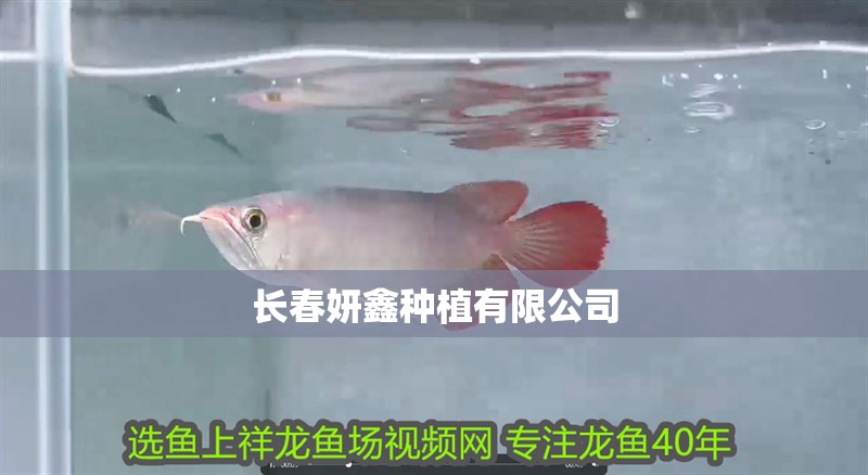 龍魚干蝦有營養嗎 長春妍鑫種植有限公司 全國水族館企業名錄 長春妍鑫種植有限公司 長春妍鑫種植有限公司 全國水族館企業名錄