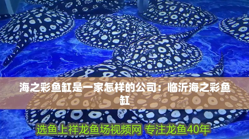 海之彩魚(yú)缸是一家怎樣的公司：臨沂海之彩魚(yú)缸
