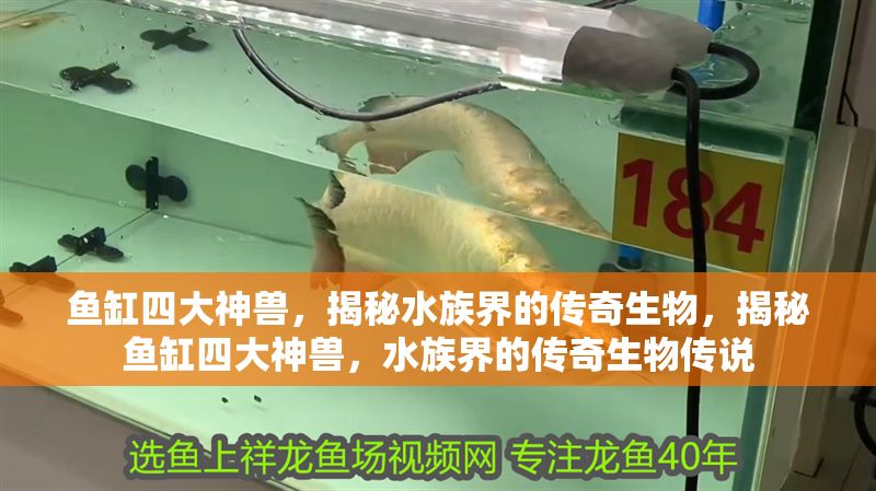 魚缸四大神獸，揭秘水族界的傳奇生物，揭秘魚缸四大神獸，水族界的傳奇生物傳說