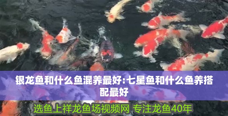 銀龍魚和什么魚混養最好:七星魚和什么魚養搭配最好