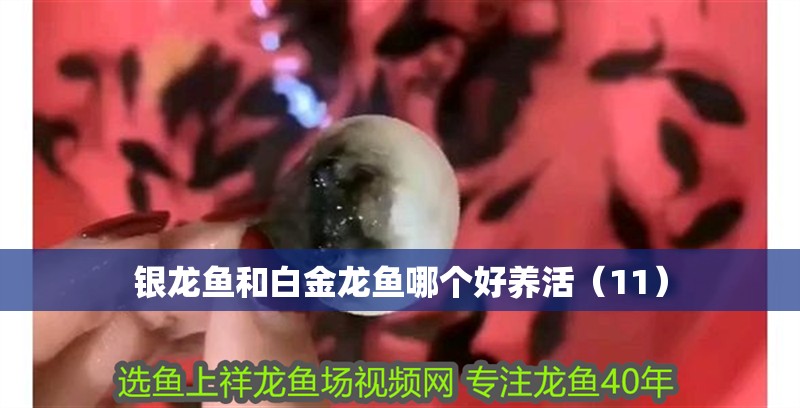 銀龍魚和白金龍魚哪個好養活（11）