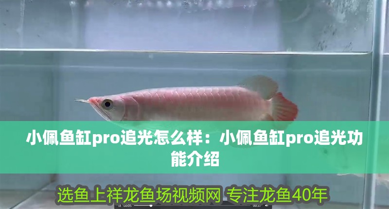 小佩魚缸pro追光怎么樣：小佩魚缸pro追光功能介紹