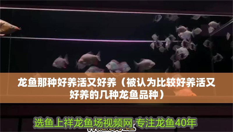 龍魚那種好養(yǎng)活又好養(yǎng)（被認(rèn)為比較好養(yǎng)活又好養(yǎng)的幾種龍魚品種）