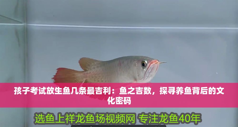 孩子考試放生魚幾條最吉利：魚之吉數(shù)，探尋養(yǎng)魚背后的文化密碼