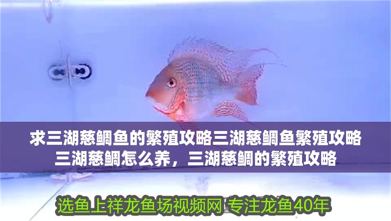 求三湖慈鯛魚的繁殖攻略三湖慈鯛魚繁殖攻略三湖慈鯛怎么養，三湖慈鯛的繁殖攻略