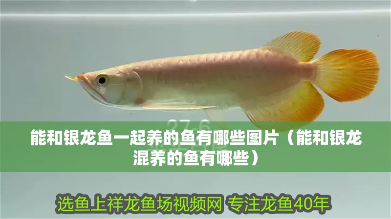 能和銀龍魚一起養(yǎng)的魚有哪些圖片（能和銀龍混養(yǎng)的魚有哪些）