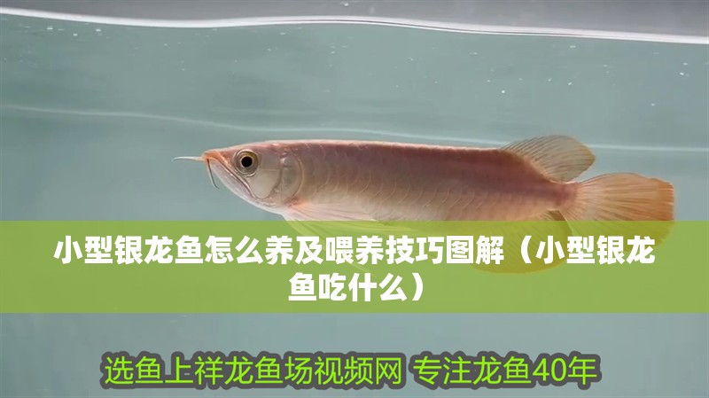小型銀龍魚怎么養及喂養技巧圖解（小型銀龍魚吃什么）