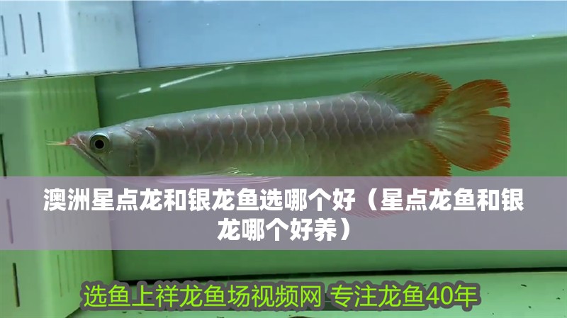 澳洲星點龍和銀龍魚選哪個好（星點龍魚和銀龍哪個好養）
