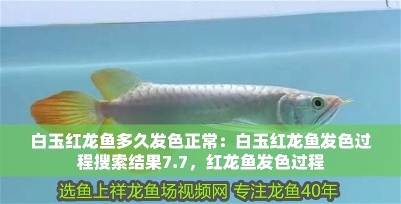 白玉紅龍魚多久發色正常：白玉紅龍魚發色過程搜索結果7.7，紅龍魚發色過程