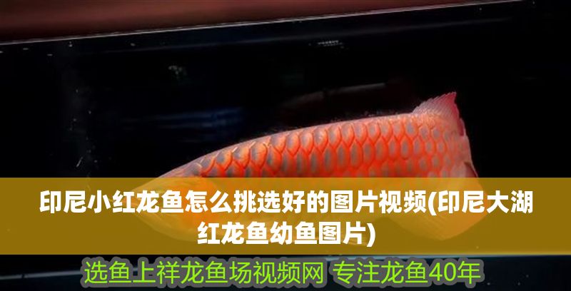 印尼小紅龍魚怎么挑選好的圖片視頻(印尼大湖紅龍魚幼魚圖片)