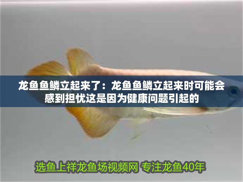 魚缸過濾器選購指南:自制魚缸過濾器魚缸上置過濾器對于養魚愛好者的必備知識 龍魚魚鱗立起來了:龍魚魚鱗立起來時可能會感到擔憂這是因為健康問題引起的 龍魚百科 龍魚魚鱗立起來了:龍魚魚鱗立起來時可能會感到擔憂這是因為健康問題引起的 龍魚魚鱗立起來了:龍魚魚鱗立起來時可能會感到擔憂這是因為健康問題引起的 龍魚百科