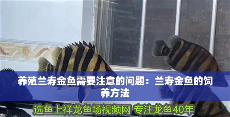 養殖蘭壽金魚需要注意的問題：蘭壽金魚的飼養方法