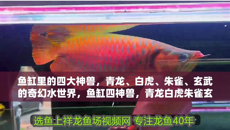 魚缸里的四大神獸，青龍、白虎、朱雀、玄武的奇幻水世界，魚缸四神獸，青龍白虎朱雀玄武的奇幻水世界