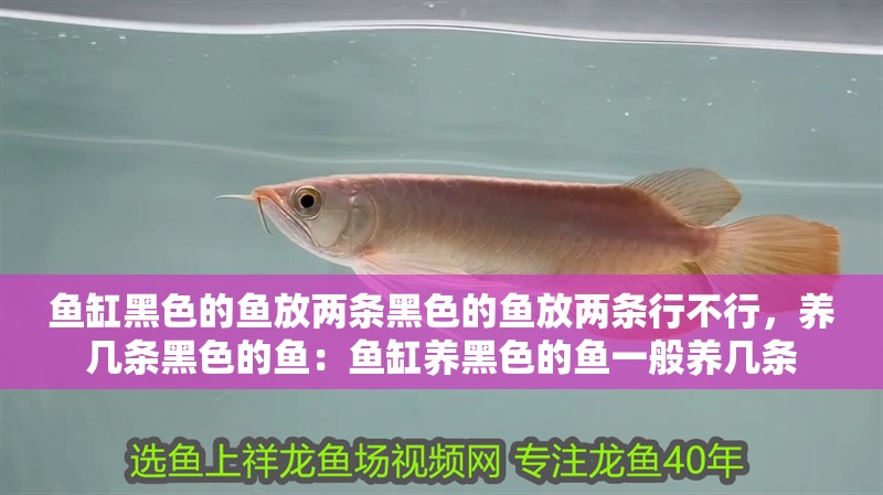 魚(yú)缸黑色的魚(yú)放兩條黑色的魚(yú)放兩條行不行，養(yǎng)幾條黑色的魚(yú)：魚(yú)缸養(yǎng)黑色的魚(yú)一般養(yǎng)幾條