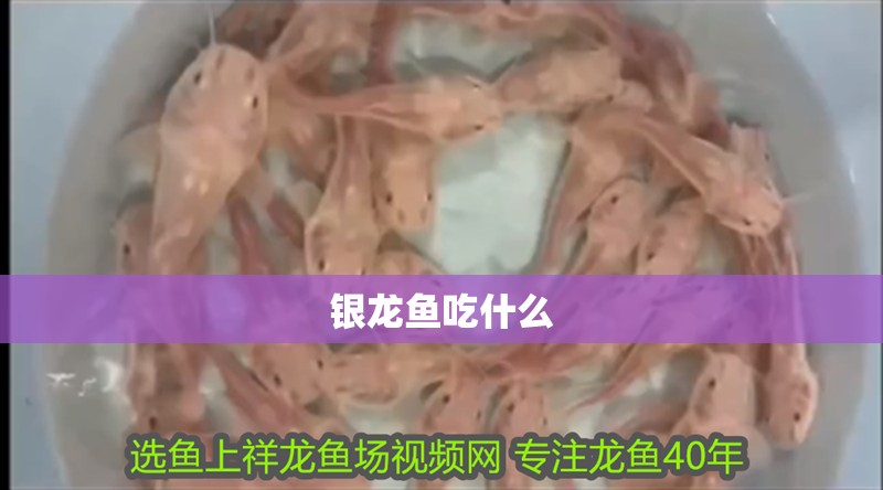 銀龍魚吃什么