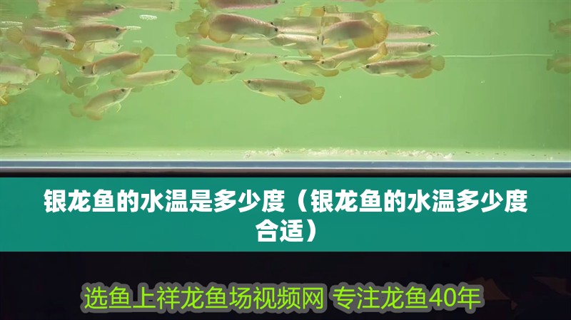 銀龍魚的水溫是多少度（銀龍魚的水溫多少度合適）