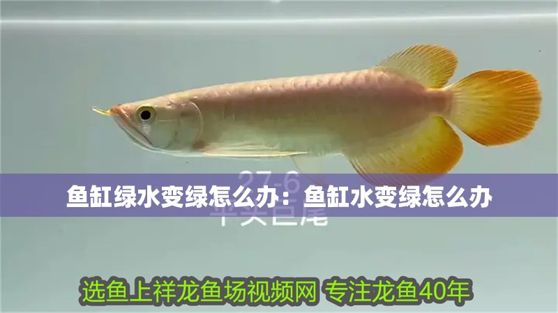 魚缸綠水變綠怎么辦：魚缸水變綠怎么辦