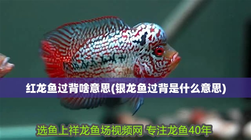 紅龍魚(yú)過(guò)背啥意思(銀龍魚(yú)過(guò)背是什么意思)