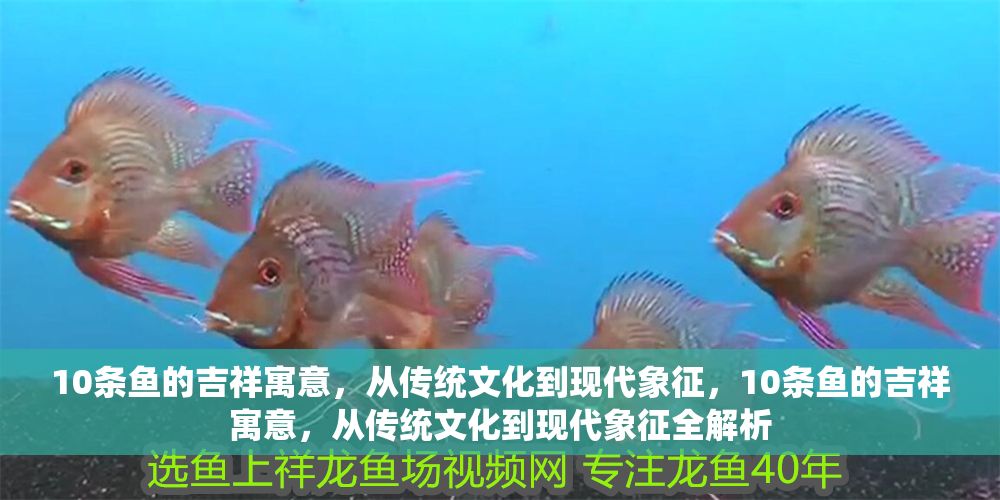 10條魚的吉祥寓意，從傳統文化到現代象征，10條魚的吉祥寓意，從傳統文化到現代象征全解析