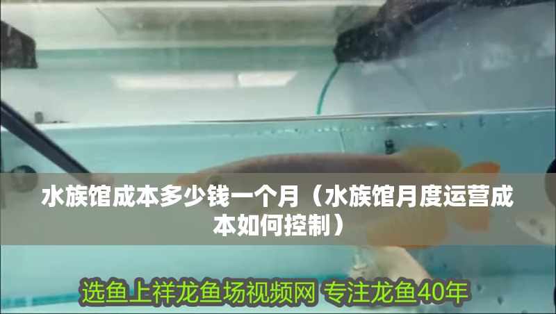 水族館成本多少錢一個月（水族館月度運(yùn)營成本如何控制）