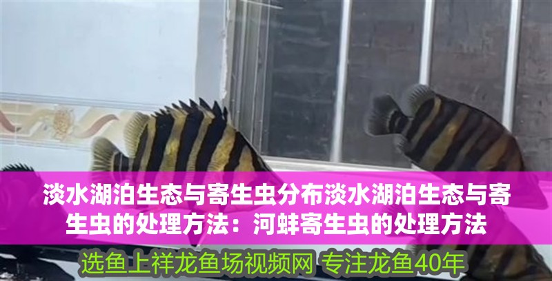 淡水湖泊生態與寄生蟲分布淡水湖泊生態與寄生蟲的處理方法：河蚌寄生蟲的處理方法