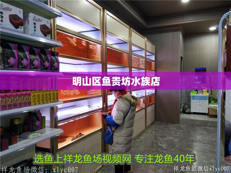 明山區(qū)魚貴坊水族店