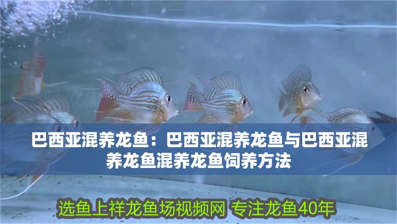 巴西亞混養(yǎng)龍魚：巴西亞混養(yǎng)龍魚與巴西亞混養(yǎng)龍魚混養(yǎng)龍魚飼養(yǎng)方法