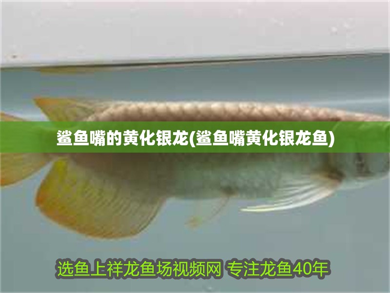 鯊魚嘴的黃化銀龍(鯊魚嘴黃化銀龍魚)