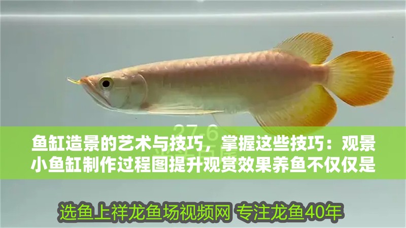 魚缸造景的藝術與技巧，掌握這些技巧：觀景小魚缸制作過程圖提升觀賞效果養魚不僅僅是觀賞價值