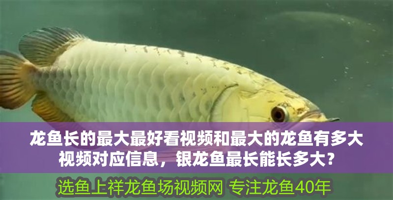 龍魚長的最大最好看視頻和最大的龍魚有多大視頻對應信息，銀龍魚最長能長多大？