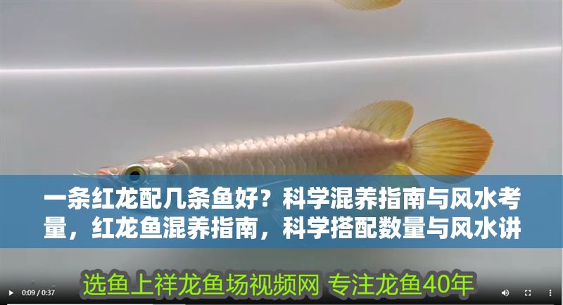 一條紅龍配幾條魚好？科學混養指南與風水考量，紅龍魚混養指南，科學搭配數量與風水講究