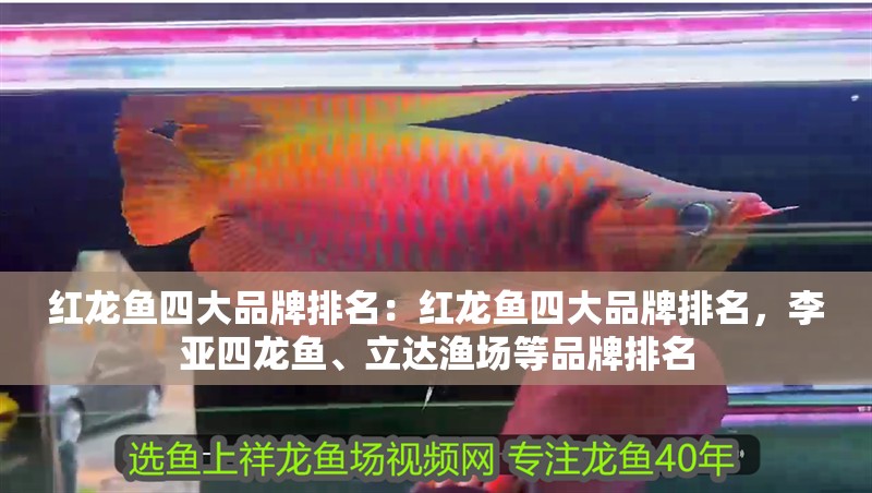 紅龍魚四大品牌排名：紅龍魚四大品牌排名，李亞四龍魚、立達漁場等品牌排名