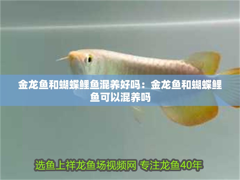 金龍魚和蝴蝶鯉魚混養好嗎：金龍魚和蝴蝶鯉魚可以混養嗎