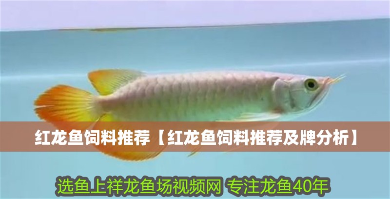 紅龍魚飼料推薦【紅龍魚飼料推薦及牌分析】
