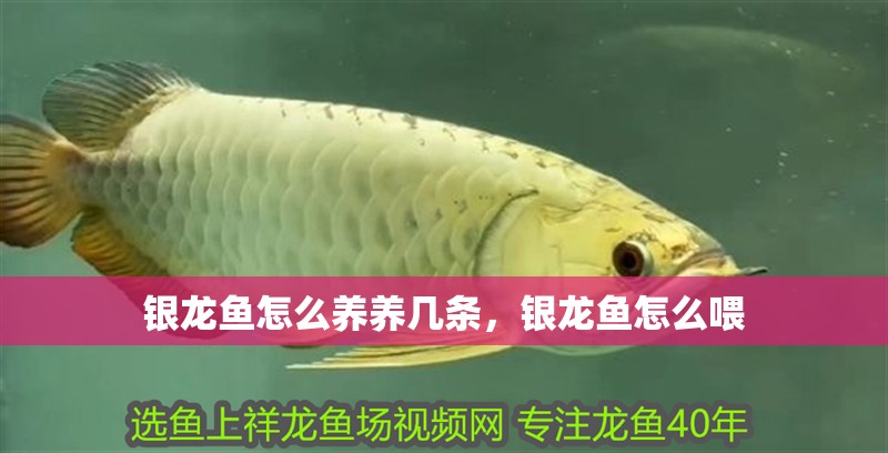 銀龍魚怎么養(yǎng)養(yǎng)幾條，銀龍魚怎么喂