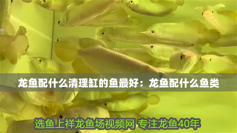 龍魚配什么清理缸的魚最好：龍魚配什么魚類