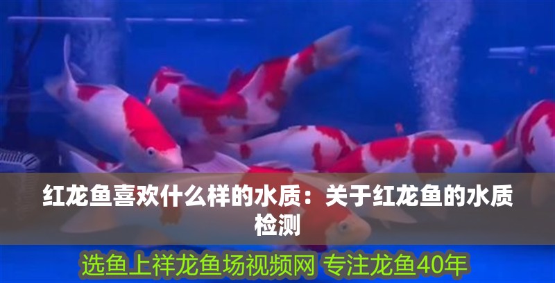 紅龍魚喜歡什么樣的水質：關于紅龍魚的水質檢測