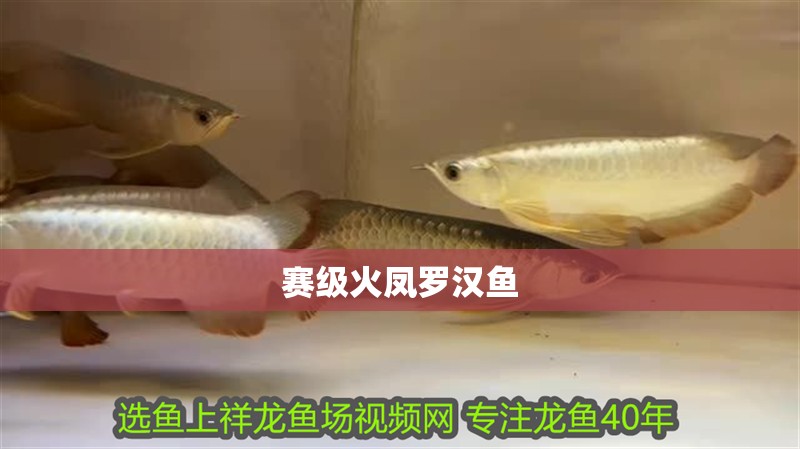 賽級火鳳羅漢魚