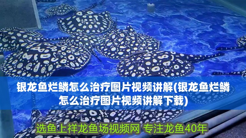 銀龍魚爛鱗怎么治療圖片視頻講解(銀龍魚爛鱗怎么治療圖片視頻講解下載)